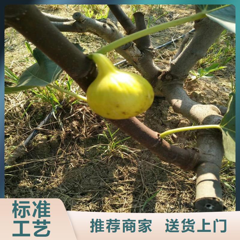 无花果桃树苗价格公道合理