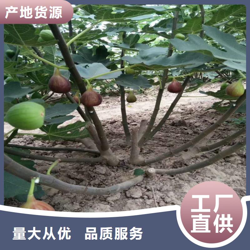 无花果,杏树苗常年出售