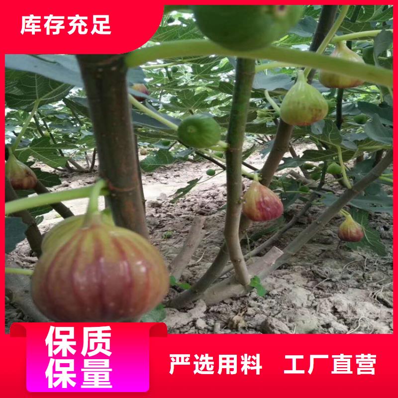 【无花果桃树苗匠心品质】