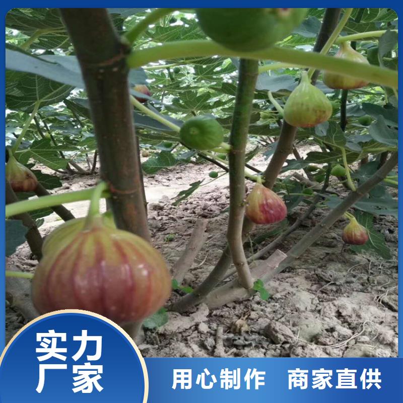 无花果树苗量多优惠