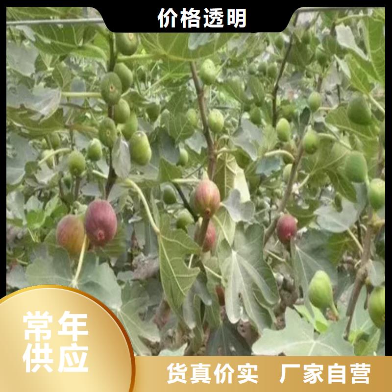 【无花果】苹果苗合作共赢