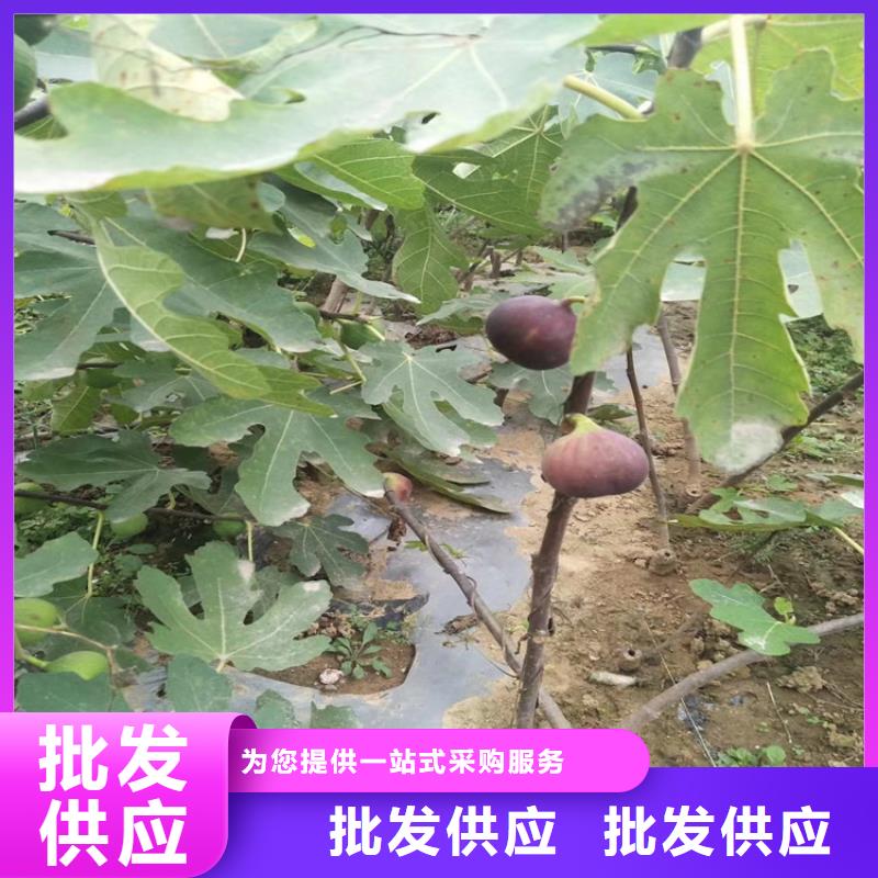 金傲芬无花果苗现挖苗现发货