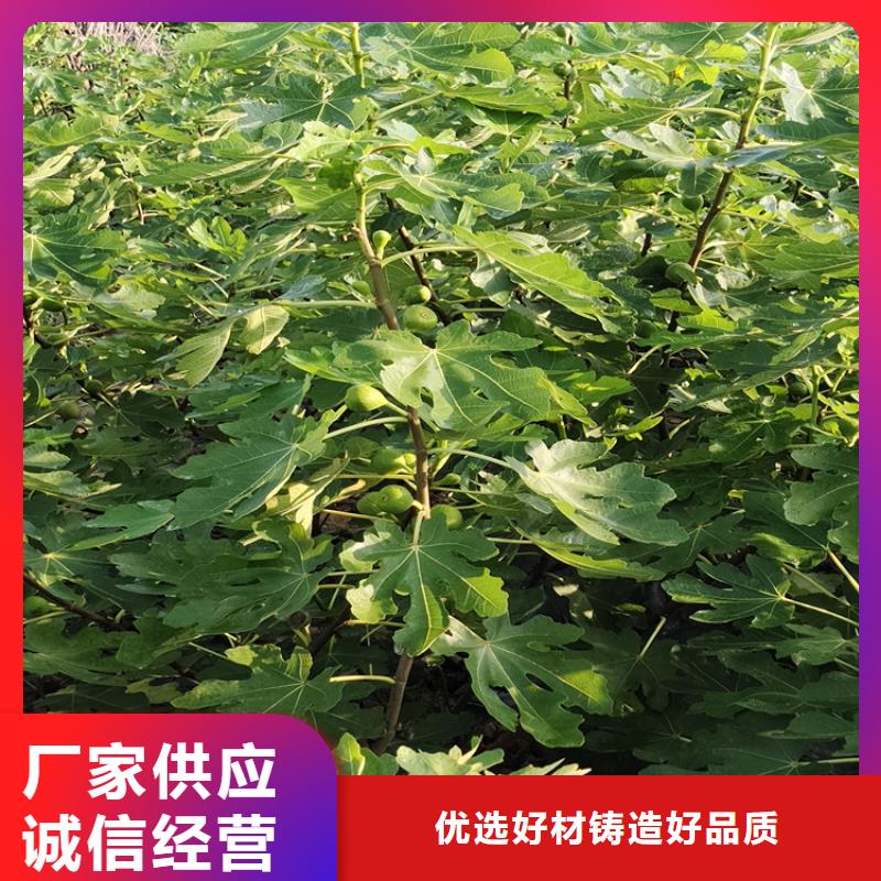 无花果,板栗苗多年行业经验