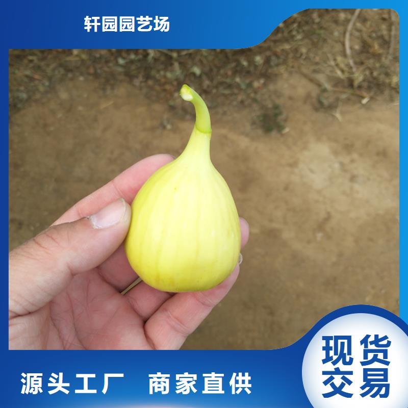 无花果树苗基地直销