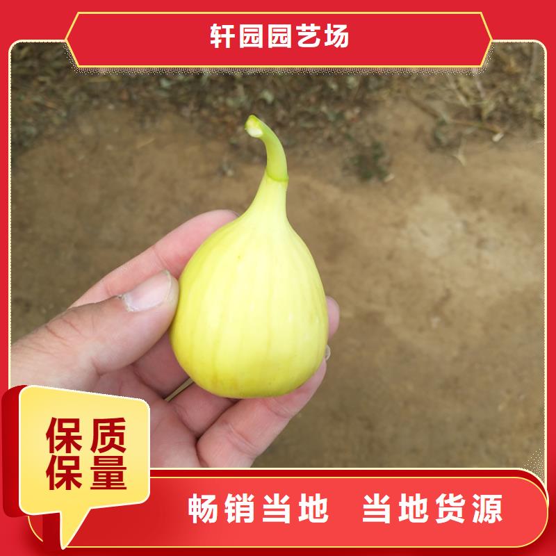 无花果树苗量多优惠