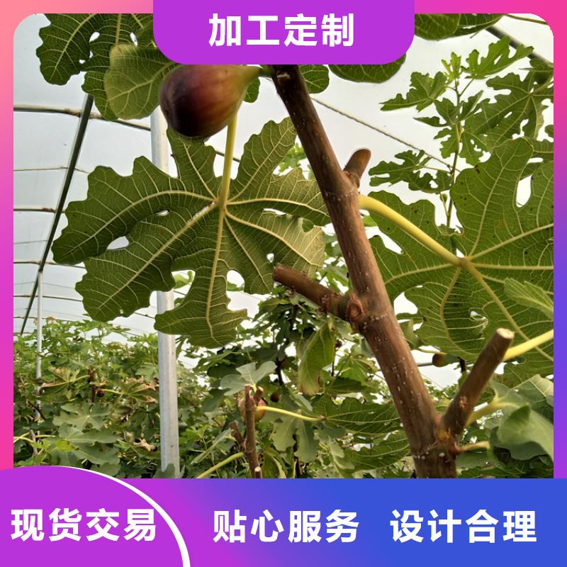 无花果桃树苗工厂自营