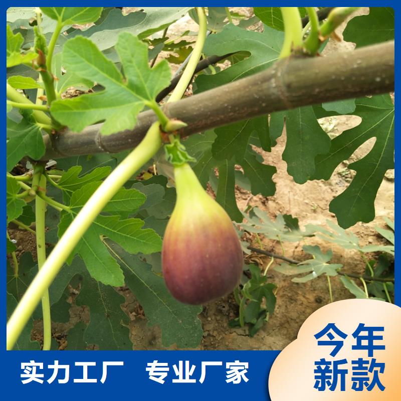 大青皮无花果苗种植基地