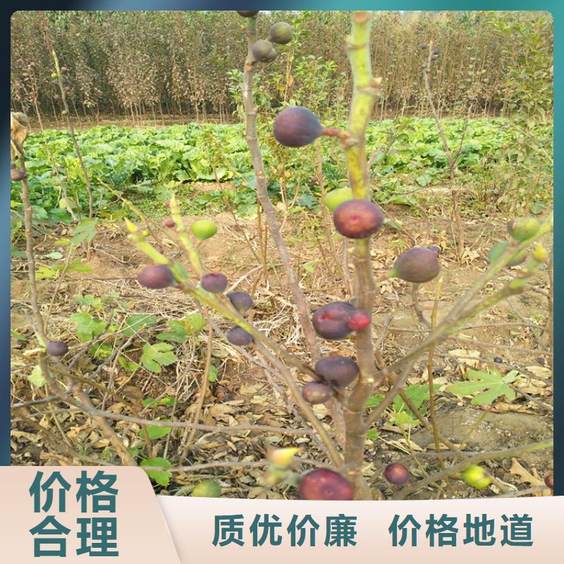 无花果【嘎啦苹果】用品质说话