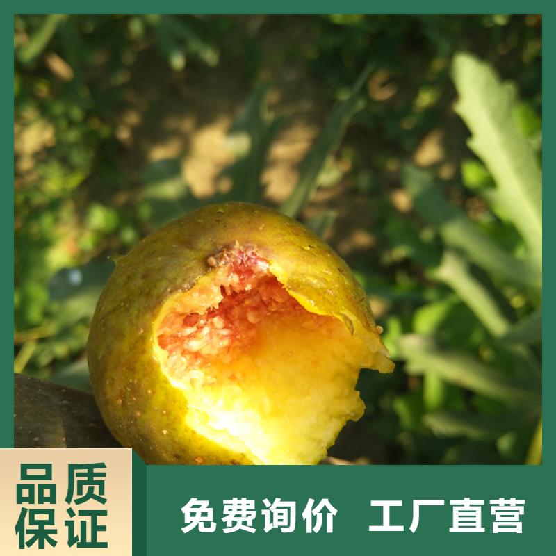无花果桃树苗工厂自营