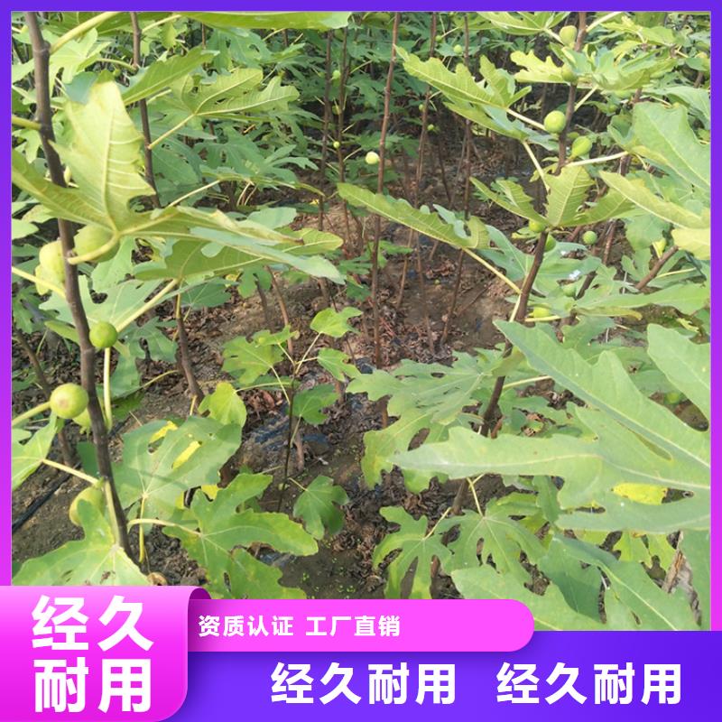 无花果-桃树苗专业的生产厂家