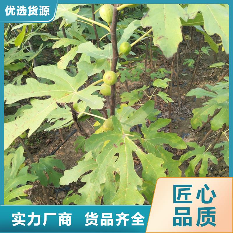 无花果石榴树免费寄样