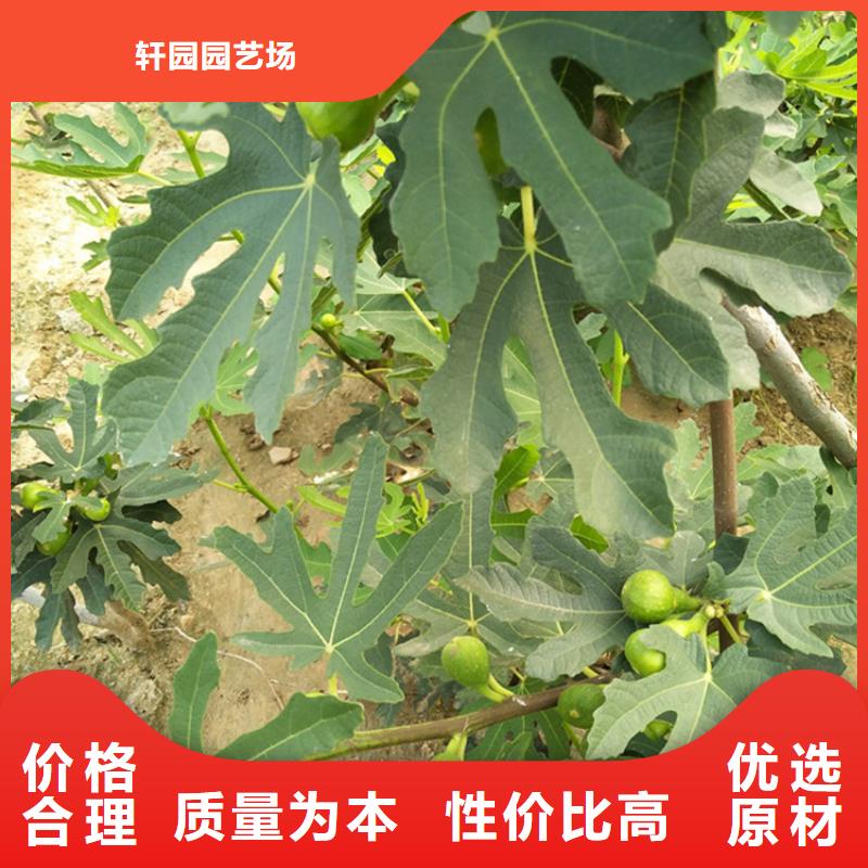 【无花果】草莓苗支持定制贴心售后