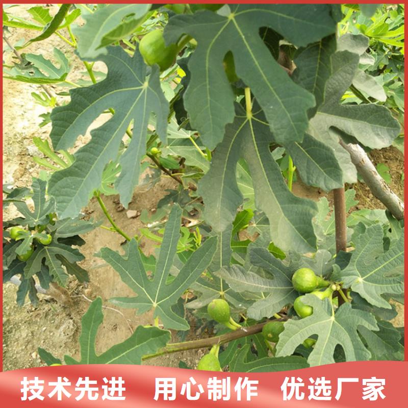 无花果,杏树苗常年出售