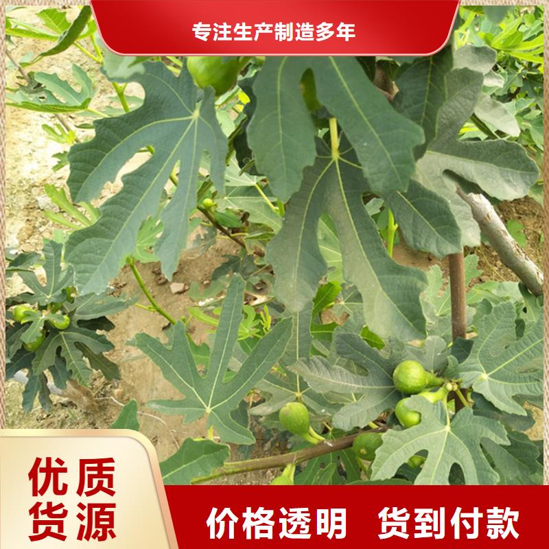 无花果桃树苗价格公道合理