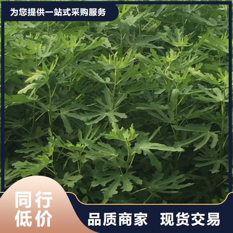 金傲芬无花果苗现挖苗现发货