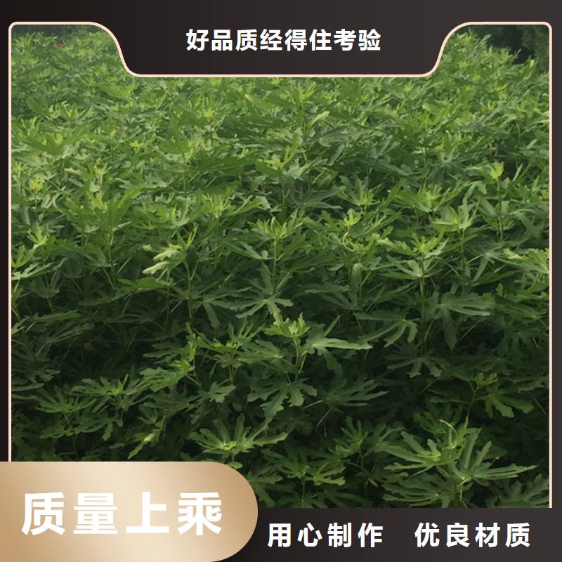 无花果,【蓝莓苗】敢与同行比价格