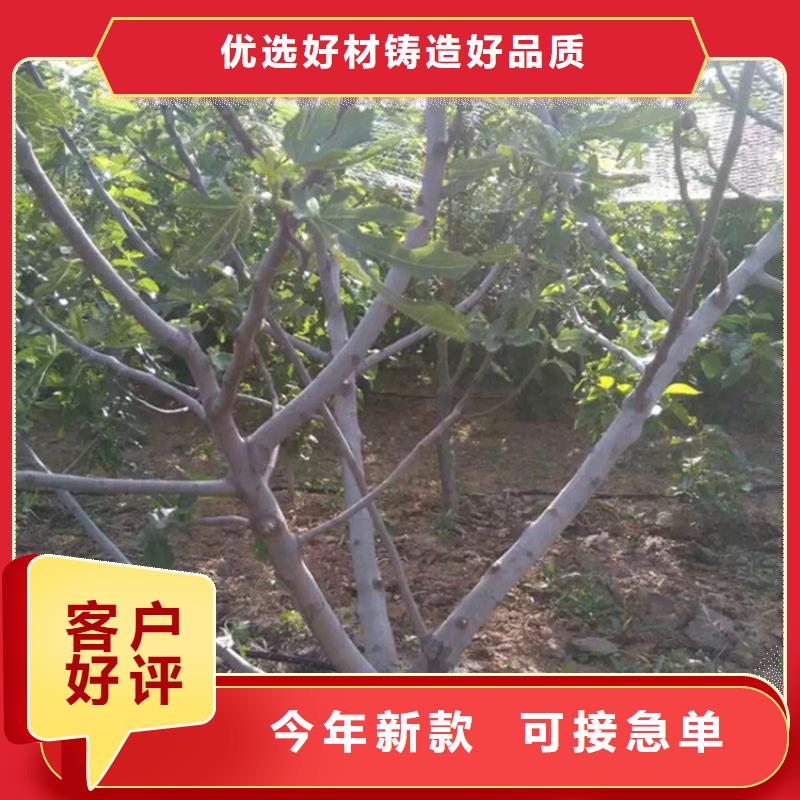 无花果【嘎啦苹果】用品质说话