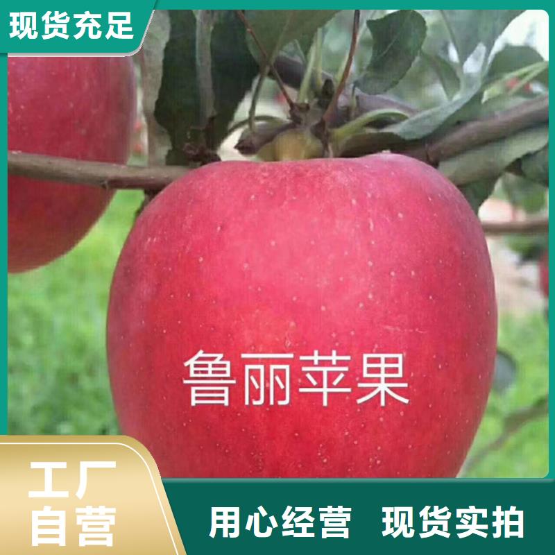 苹果,樱桃苗选择我们没错