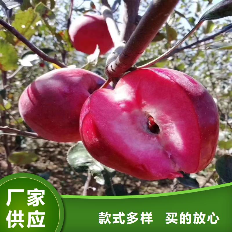苹果-樱桃苗定制不额外收费
