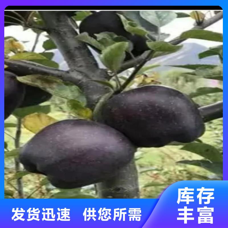 红肉苹果树苗量大从优/轩园园艺场