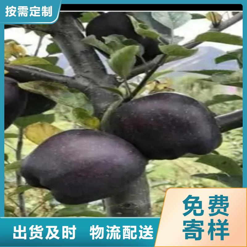 苹果梨树苗适用场景