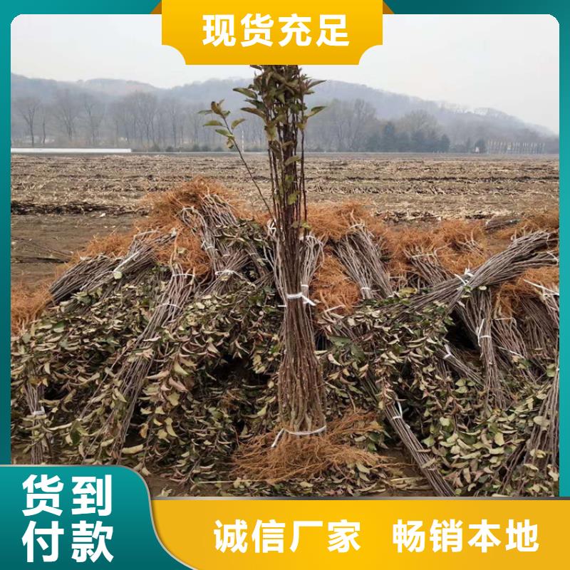 苹果石榴苗专注细节更放心