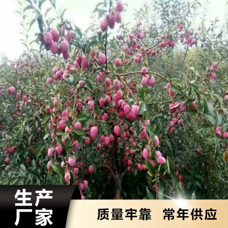 苹果-樱桃苗诚信经营质量保证