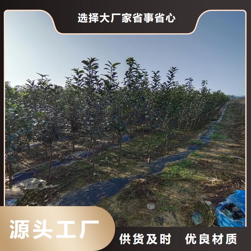 苹果梨树苗适用场景