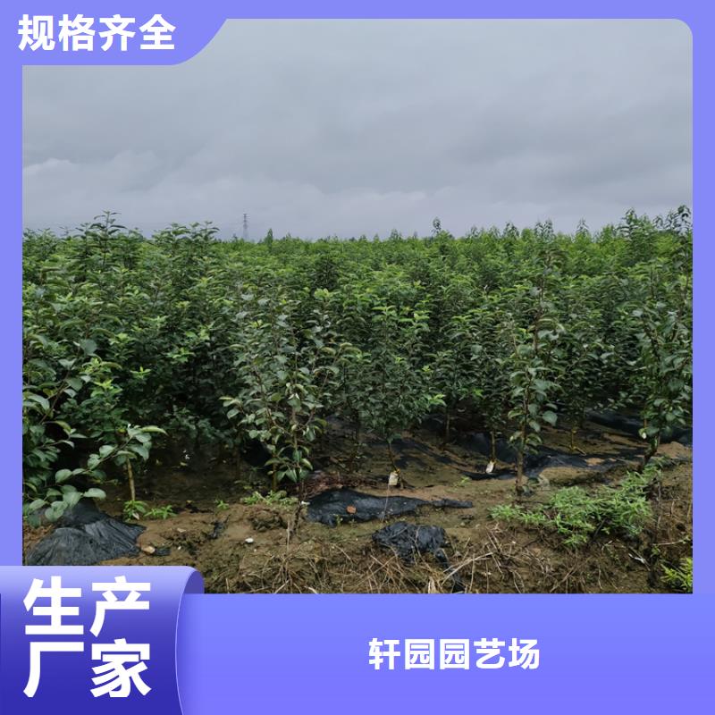 苹果,樱桃苗选择我们没错
