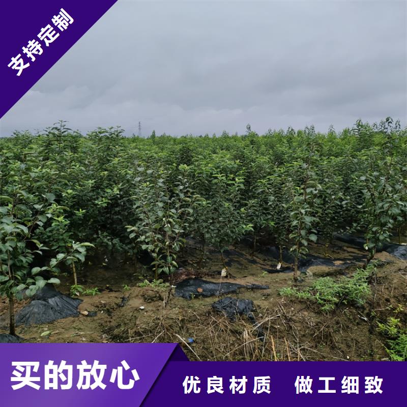 苹果-樱桃苗定制不额外收费