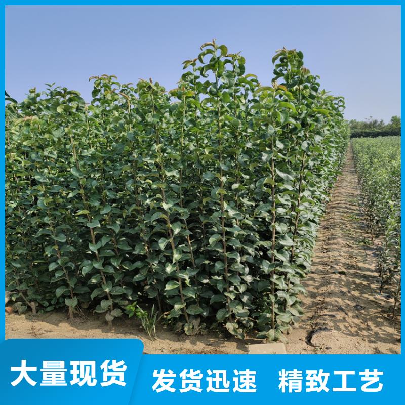 苹果石榴苗专注细节更放心