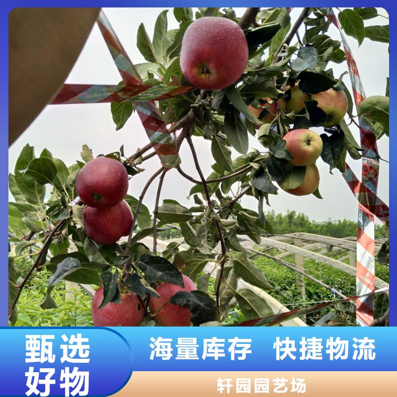 苹果,樱桃苗选择我们没错