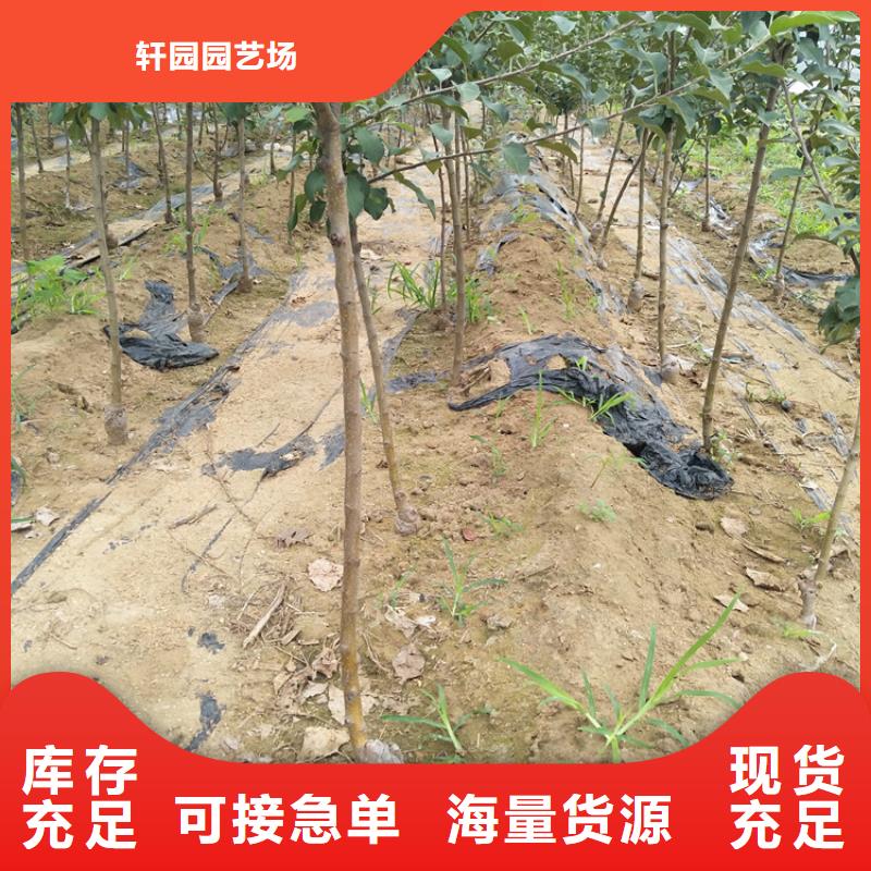 苹果-樱桃苗定制不额外收费