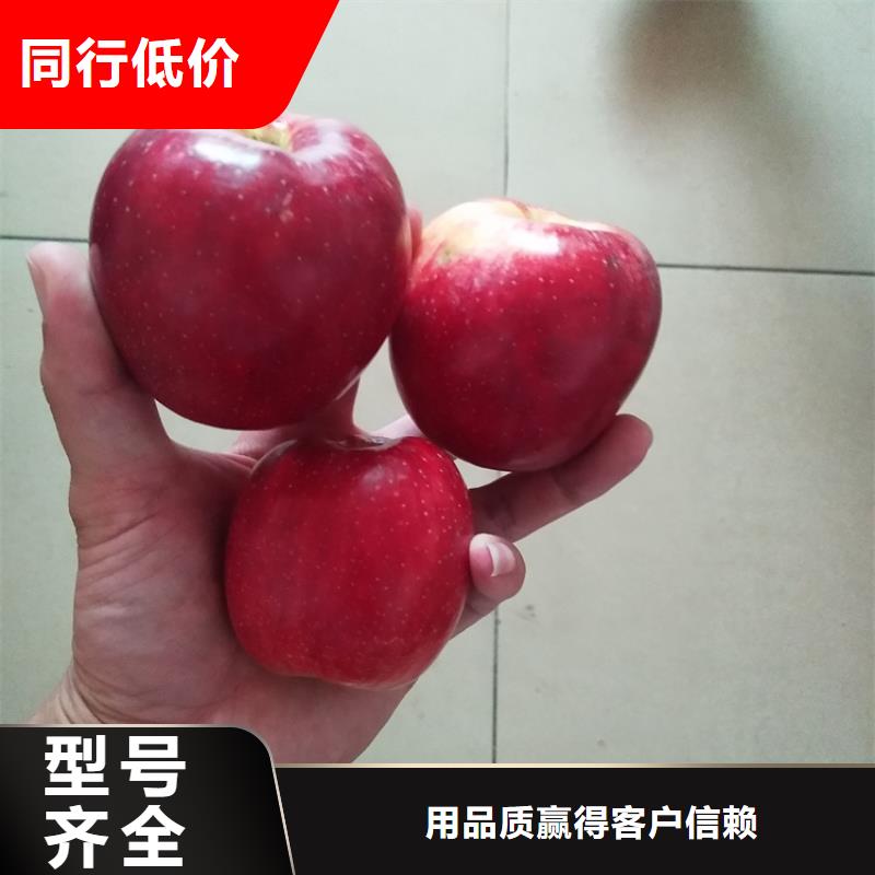 苹果,苹果苗生产厂家