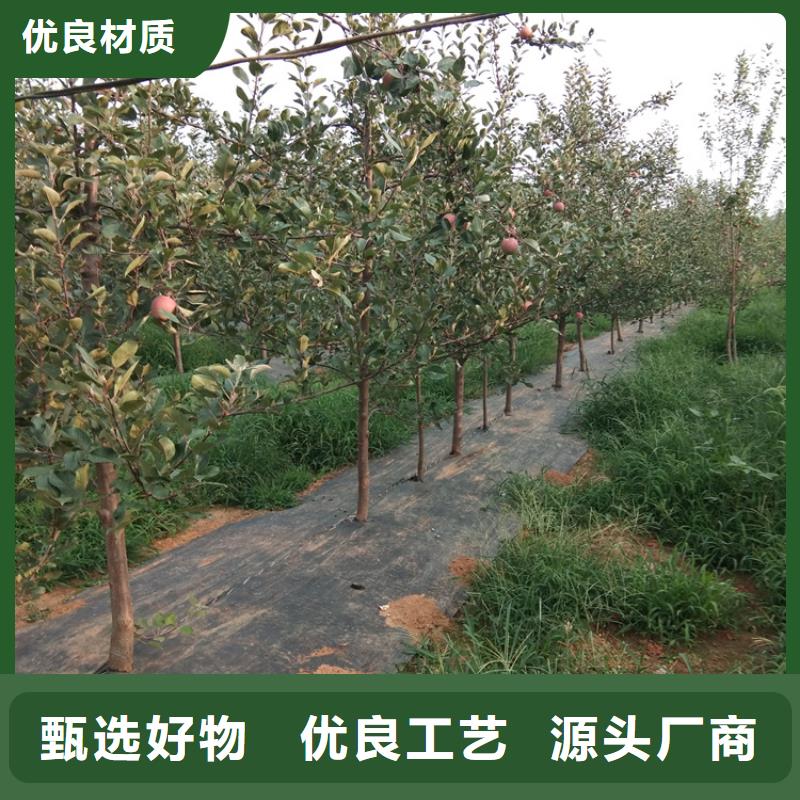 苹果石榴苗专注细节更放心