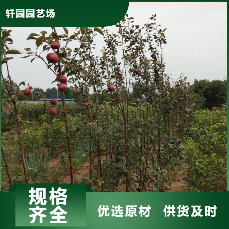 苹果,樱桃苗选择我们没错