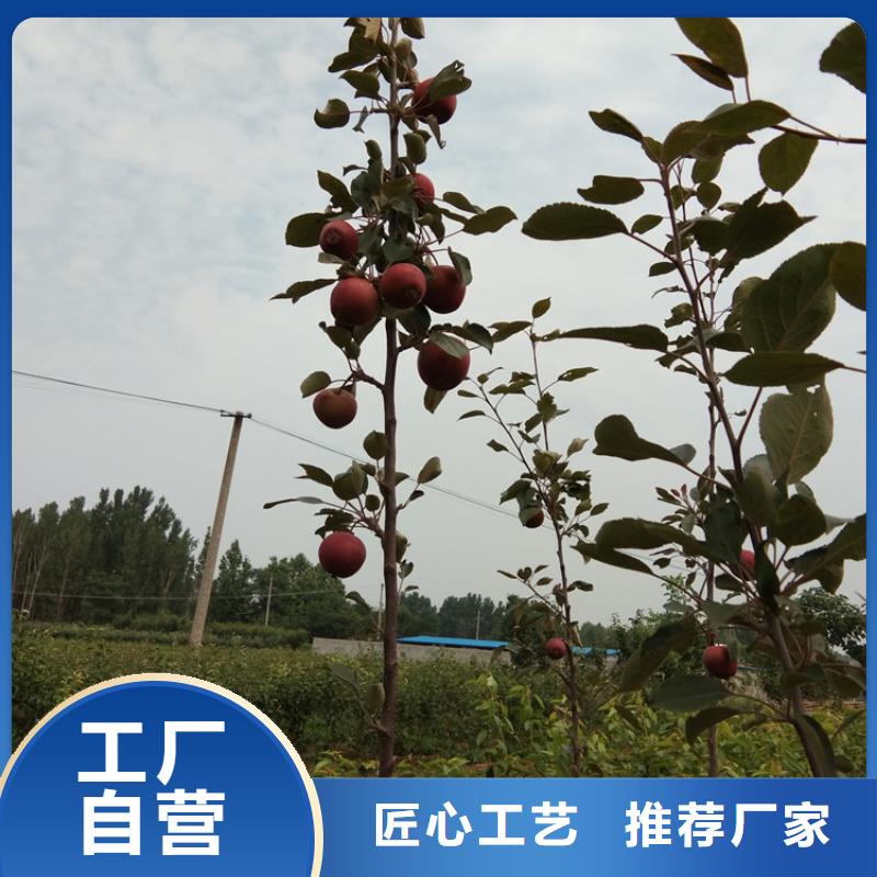苹果,苹果苗生产厂家