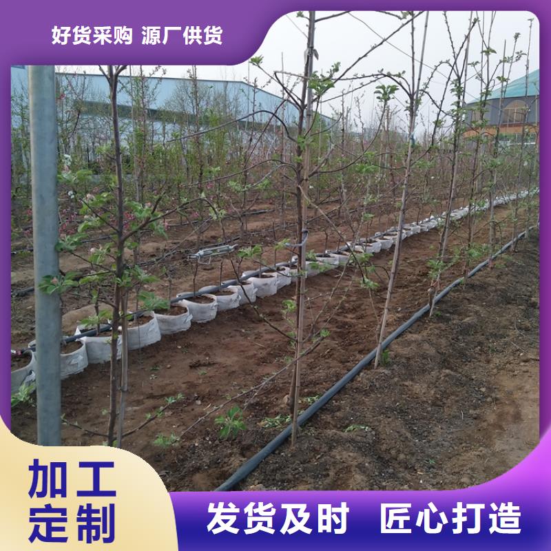 苹果,苹果苗生产厂家
