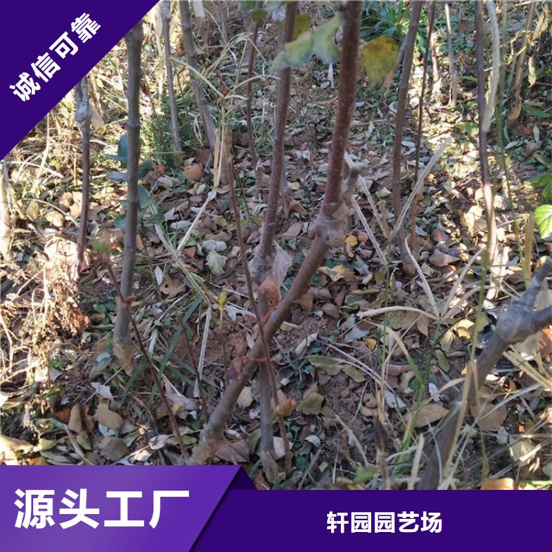 【苹果】樱桃苗质检严格