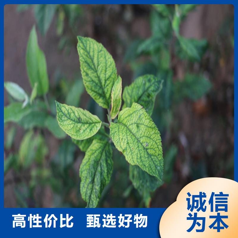 苹果梨树苗适用场景