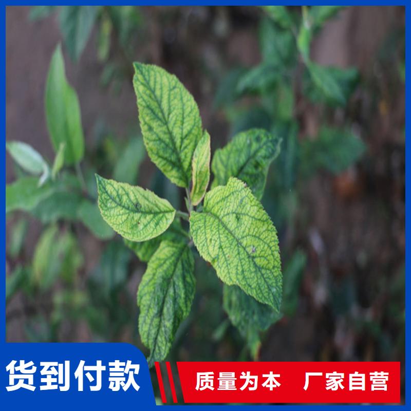 苹果,苹果苗生产厂家