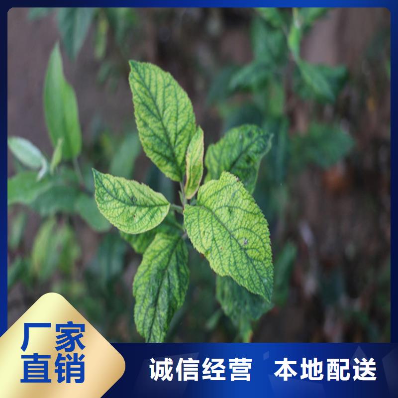 苹果-樱桃苗定制不额外收费
