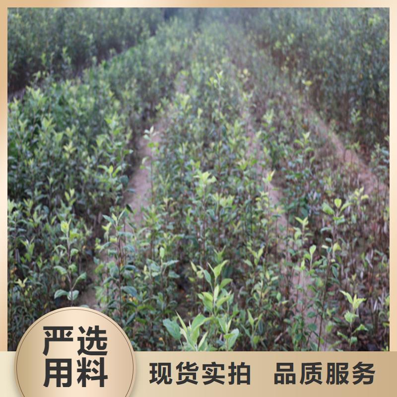 苹果石榴苗专注细节更放心