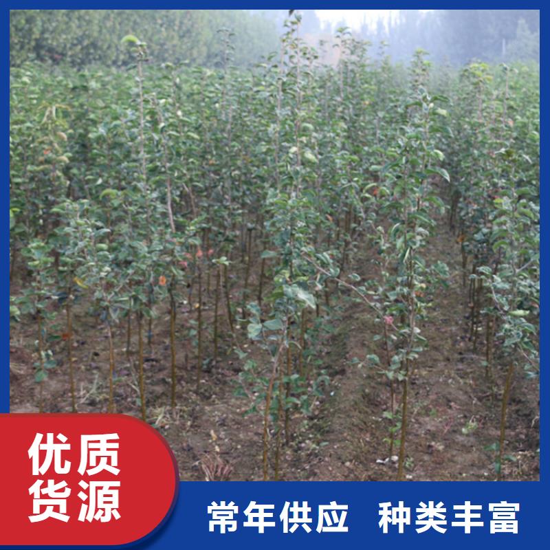 苹果梨树苗适用场景