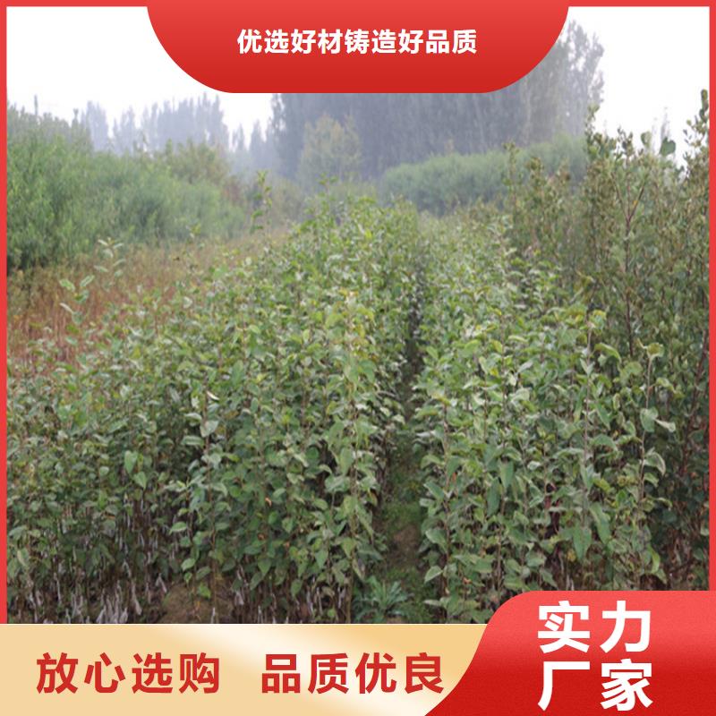 苹果石榴苗专注细节更放心