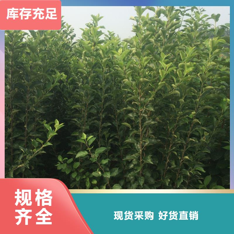苹果,苹果苗生产厂家