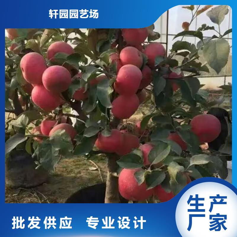 苹果,樱桃苗选择我们没错