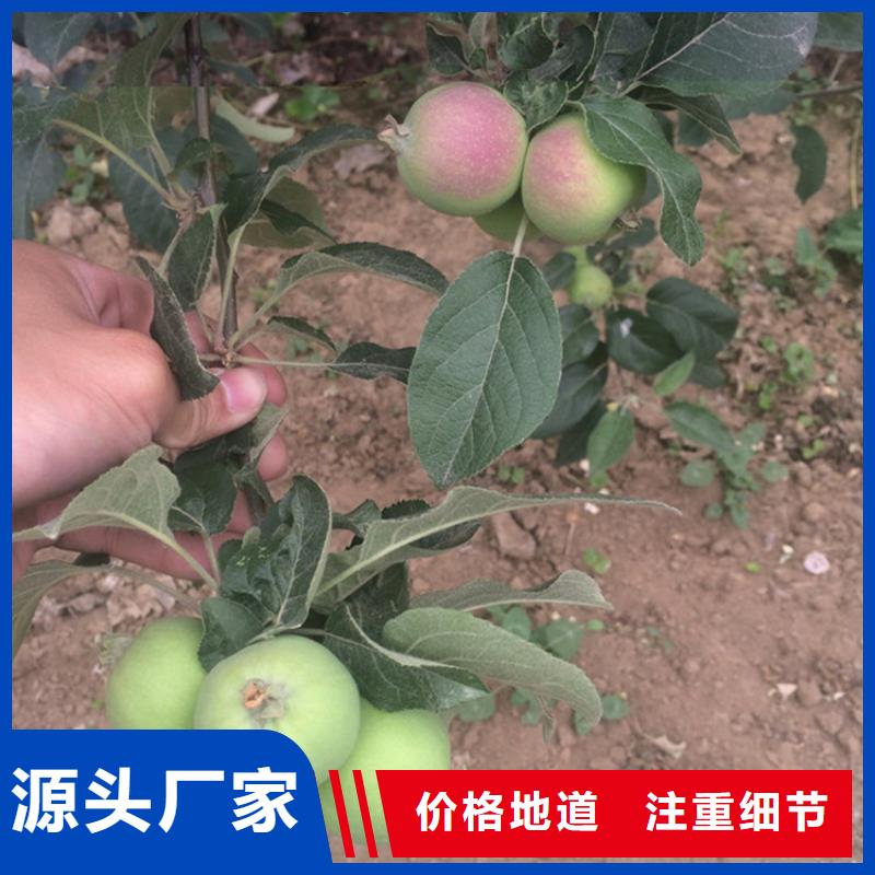 苹果梨树苗适用场景