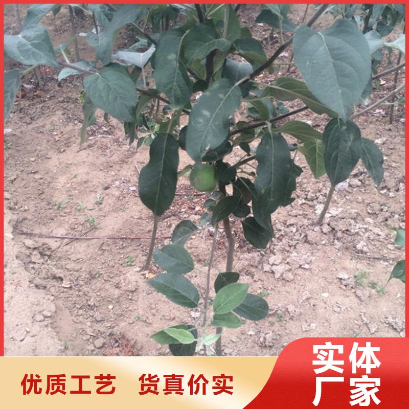 苹果梨树苗适用场景