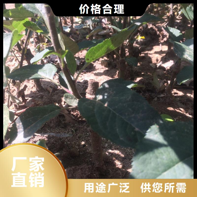 苹果,苹果苗生产厂家